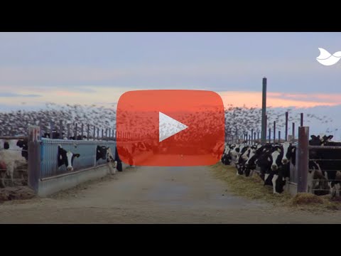 Effect of Agrilaser Autonomic at an Idaho dairy farm with starling problem