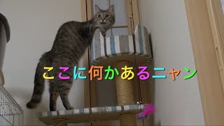 キャットタワーの上で何か食べているゆめちゃん🐈 Yumechan is eating something on the cat tower