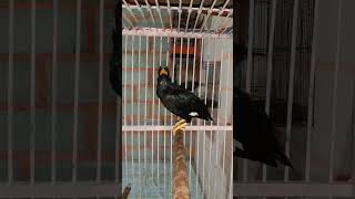 Download lagu suara burung beo borneo memanggil2#shorts mp3