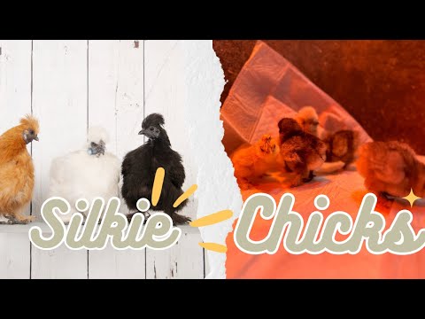 Hatching White Silkie Chickens, Silkie Chickens Hatching in Farm Innovators Incubator Baby Chicks 🐣