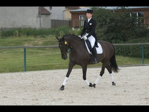 ANDALUSIAN DRESSAGE HORSES FOR SALE - DIRECTLY FROM YEGUADA D