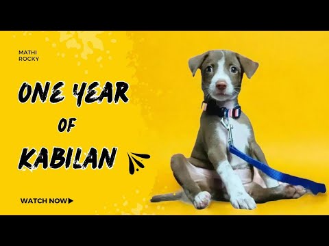 One year of #kabilan #oneyearago #puppylovers #ourcharlie