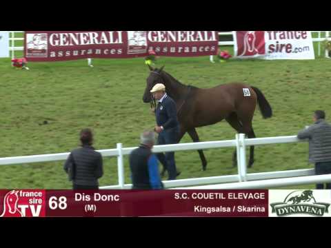 Show AQPS 2015 : lot 68 - Dis Donc - M13 - Kingsalsa & Skarina