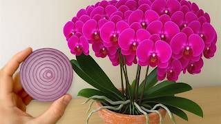 Just one thin slice per week! Instantly your orchid will produce 500% more flower branches.
