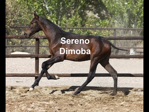 Vídeo de Potro PRE Castaño