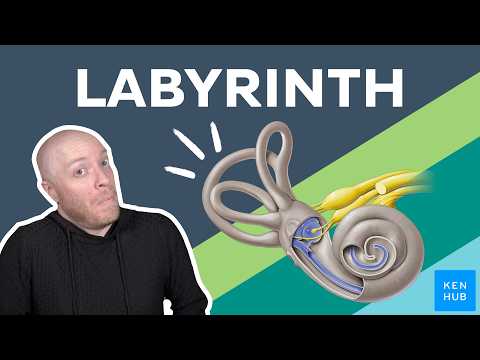 Anatomie & Behandlungswissen Videos – Interaktives Nachschlagewerk für Physio, Massage, Therapie 58 Labyrinth: Anatomy and functions