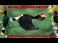 BURUNG ENGGANG KEINDAHAN SUARA BURUNG DALAM HUTAN KALIMANTAN