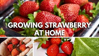 How to Grow Juicy Strawberries at Home: Step-by-Step Guide for Beginners