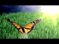 Poem of the butterflies - Rumi 