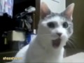 What The OMG Cat Was Watching On TV