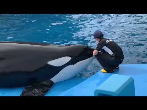 シャチ目について詳しく解説