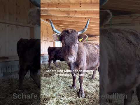 Diesen Sommer geht’s endlich an die Innenräume. Jeden Monat ein neuer Vlog 🌱🐏 #bauernhof #natur