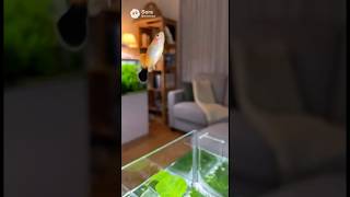 魚の跳躍力えぐすぎて草