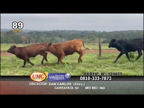 Lote 100 Vaquillonas en San Carlos, Corrientes