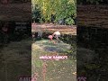 American Flamingo S Birds