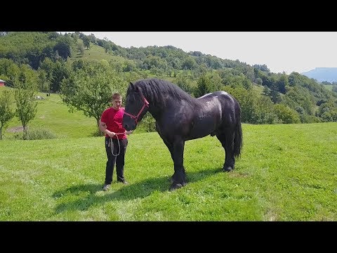 Caii lui Bexa Daniel de la Ciuruleasa, Alba - 2018 Nou!