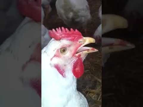 , title : 'laryngotrachéite infectieuse aviaire التهاب الشعبي المعدي عند الدجاج'
