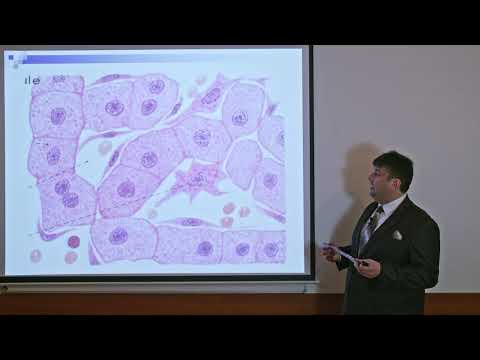 Špeciálna histológia: Pečeň, pankreas a slinné žlazy