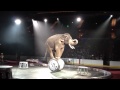 Circus Trick Elephant Act