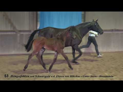 Hengst Schwarzgold/Hibiskus