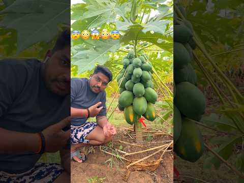 మన పొలంలో🥺బొప్పాయి ఎలా పండింది🥺చూడండి||pappaya agriculture in india||#viralshorts#youtubeshorts