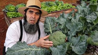 How to Grow Huge Broccoli Crowns 🥦 | 3 Easy-To-Follow Tips