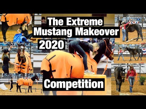 The Extreme Mustang Makeover 2020 | The Big Competition