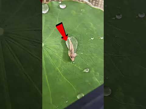 Baby Fish Trapped Inside Water Bubble On Leaf #shorts #ball