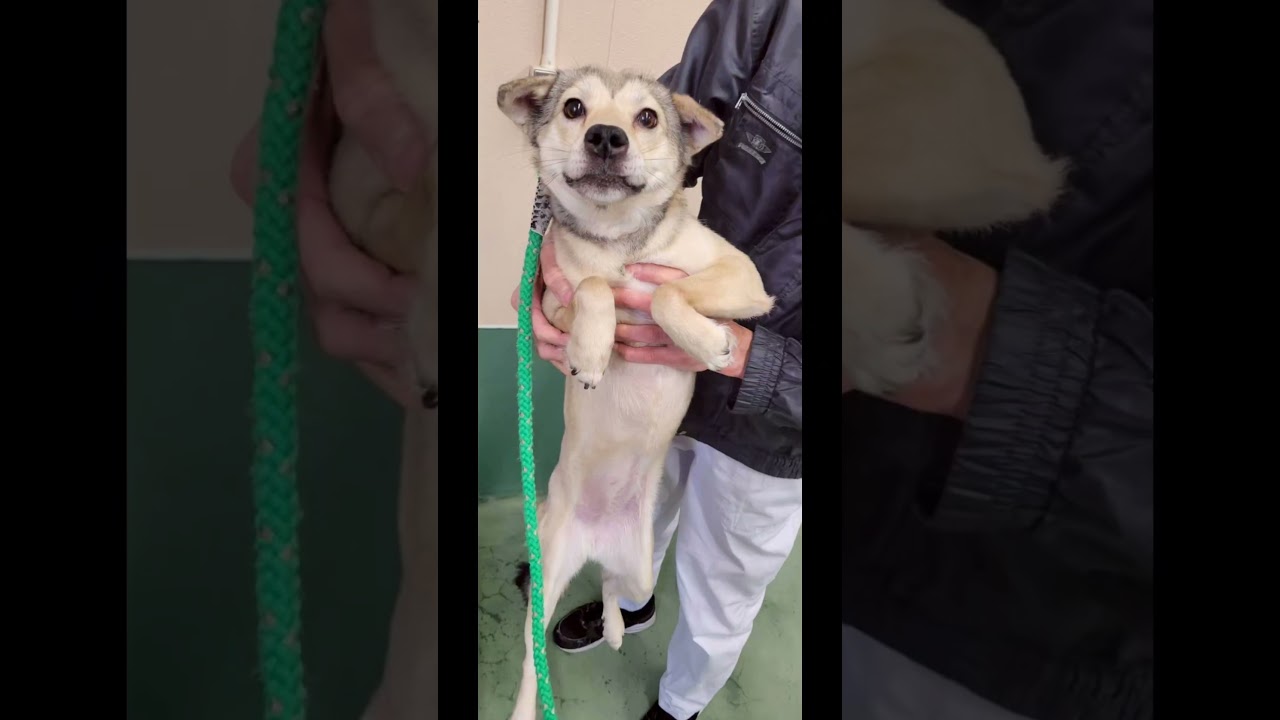 きなこ行方不明情報提供求む#広島県佐伯区