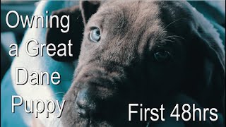 Owning a Great Dane - The First 48 Hours
