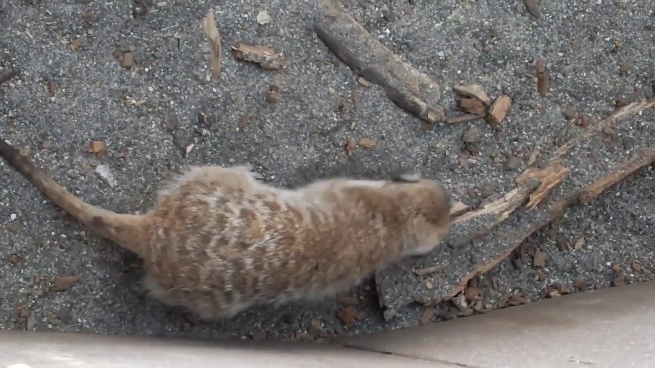 Voices of various animalsl