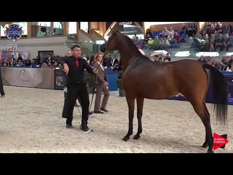 N 62 POTENTILLA   European Championship 2019   7 9 Years Old Mares Class 7