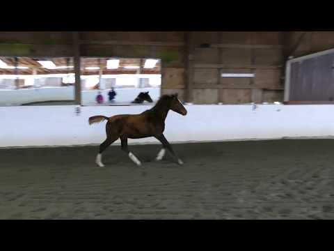 2016 Mare - Wradiant by Livaldon