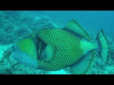 download lagu mp3 mp4 El Quseir Ausflge, download lagu El Quseir Ausflge gratis, unduh video klip El Quseir Ausflge