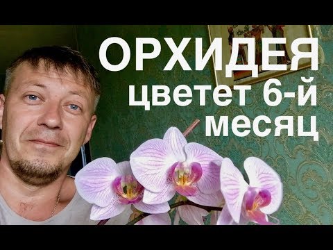 ПЕРЕСАДКА цветущей ОРХИДЕИ Шанхай Shanghai ПРОШЛА УСПЕШНО - цветет 6-й месяц Video