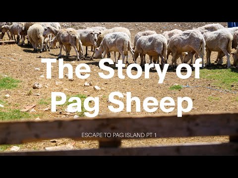 Why is Pag Island the place with the best local cheese and lamb?
