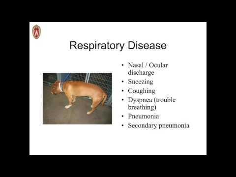 Taking the Teeth Out of Canine Distemper Virus webcast