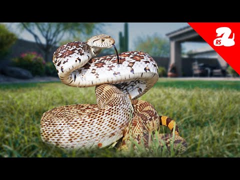 They Called for a Rattlesnake… It Wasn’t