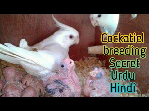 download lagu mp3 mp4 Cocktail Se, download lagu Cocktail Se gratis, unduh video klip Cocktail Se