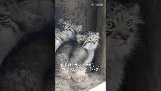 マヌルネコの子ども5匹がお目見え　神戸どうぶつ王国、名前も決まる
