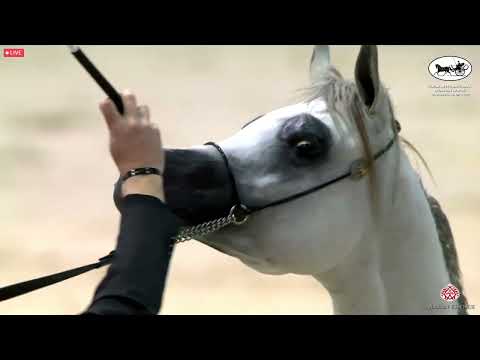 N 97 FALAH AL HAWAJER   Dubai International Arabian Horse Championship 2022   Yearling Colts Class 9