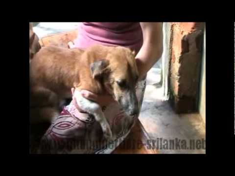 Handicap-Rüde Shortman in Sri Lanka (Film)