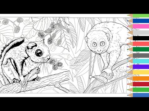 Mengenal nama hewan dengan mewarnai gambar kukang dan wupih sirsik