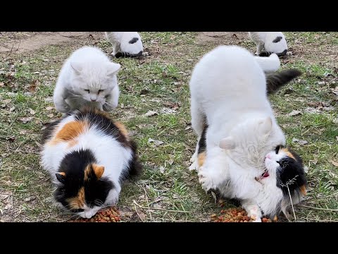 Cats Mating | White Cat wants to Mate female cat forcibly
