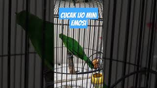 Download lagu Jomin Emosi || Cucak Ijo mini keluarkan isian || Cimin Gacor || Pancingan Ampuh burung Terbaru mp3