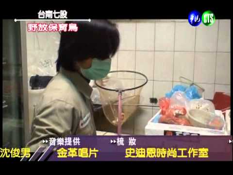 保育有成! 黑面琵鷺重返天際