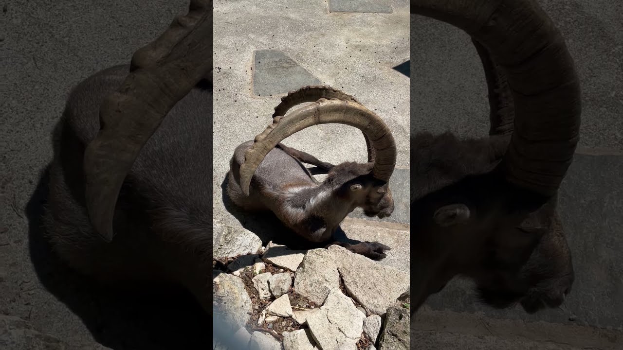 YouTube Short thumbnail