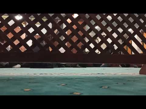 Babam babam sultanım kamil efendim şahım.