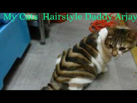 #How to trim The Cat Hair