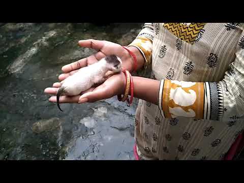 Ahalya catch cat small